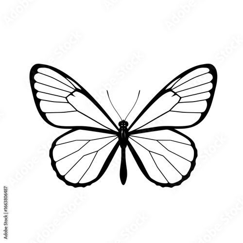 Elegant Butterfly Outline A Delicate Vector Illustration for Creative Design Projects