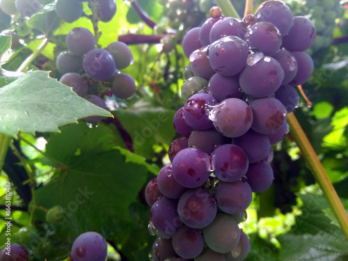 Young fresh grapes on the branches in a drop of dew.