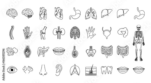 Vector art of collection of line art icons illustrating human anatomy and internal organs