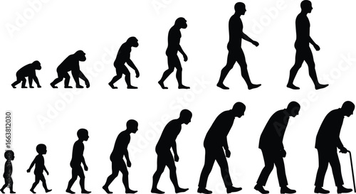 Human evolution silhouettes, ape to man stages, life cycle growth, aging process, walking evolution, prehistoric to modern man, generational timeline illustration