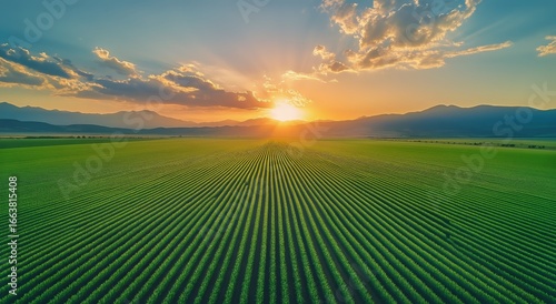 Sunlight Bathes a Vast Green Field at Sunset on a Tranquil Evening