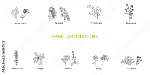 Set di erbe aromatiche disegnate a mano libera, colore nero con titolo verde