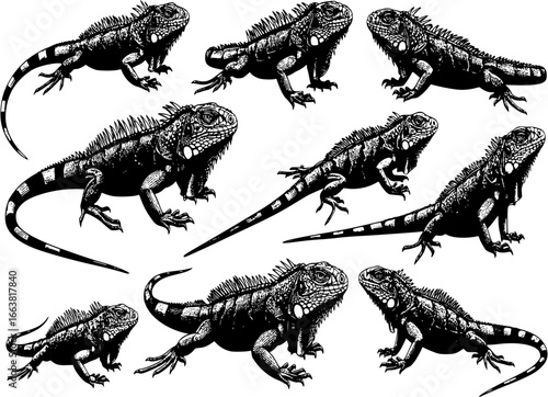 Iguana black sign stock vector. Iguana Vector Image. Vector iguana royalty-free images. Iguana Images. Iguana Vector
