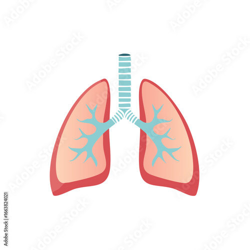 Lung Illustration with Trachea and Bronchial Tubes Human Respiratory System Anatomy Healthcare Concept