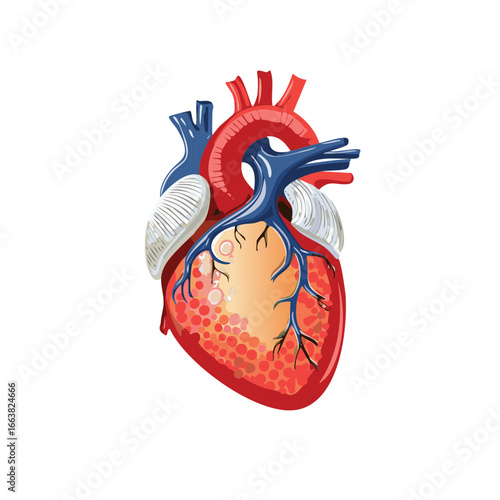 Anatomical Heart Illustration, Red, Blue, Orange, Circulation, Veins, Arteries, Cardiac
