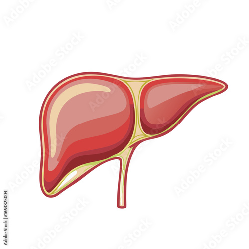 Anatomical Illustration of Liver Showing Human Organ Biology and Health