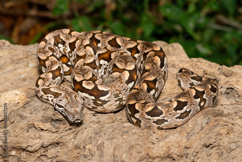 Fototapeta premium A beautiful Dumeril's boa (Acrantophis dumerili), coiled on a large branch. A non-venomous snake endemic to Madagascar