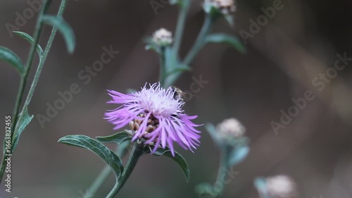 A bee diligently pollinates a delicate purple flower, captured in a sharp, detailed close-up. 