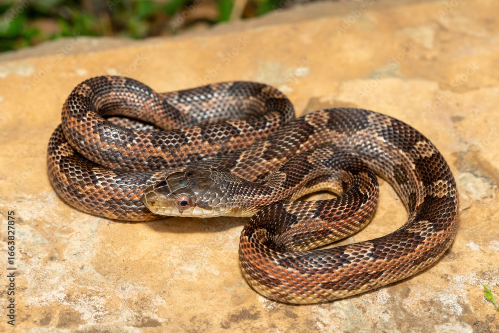 Obraz premium A beautiful Texas rat snake (Elaphe obsoleta lindheimeri), a subspecies of the black rat snake. A non-venomous colubrid snake native to the United States