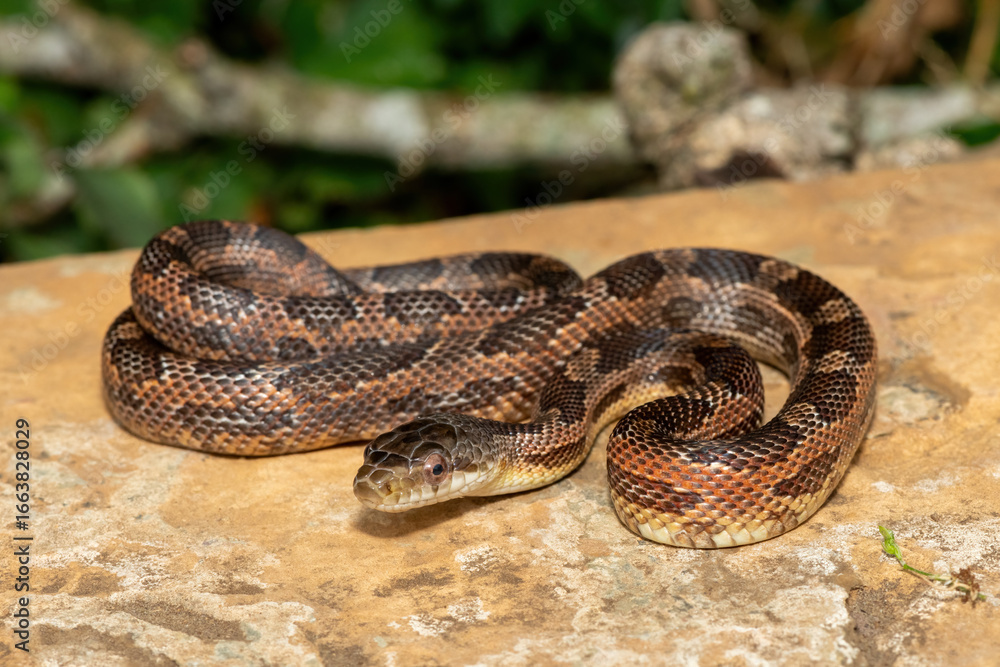 Fototapeta premium A beautiful Texas rat snake (Elaphe obsoleta lindheimeri), a subspecies of the black rat snake. A non-venomous colubrid snake native to the United States
