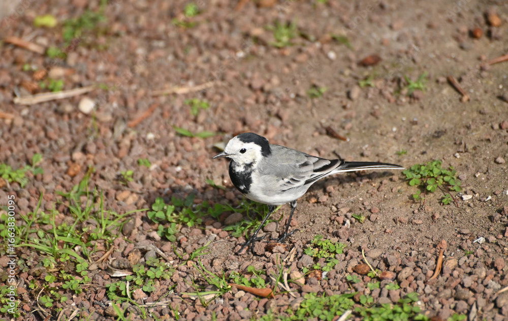 Obraz premium White Wagtail Looking For Food In Riva Del Garda Italy On A Wonderful Sunny Autumn Day