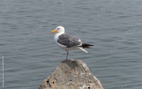 Gull On Rock