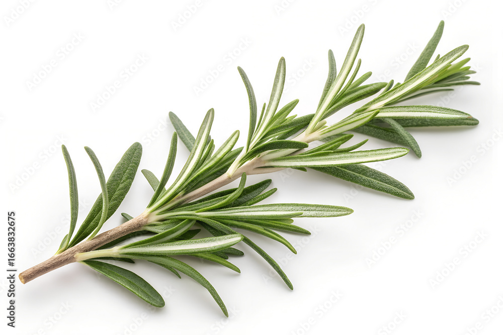 Fototapeta premium Rosemary twig and leaves isolated on white plain bacground, top view
