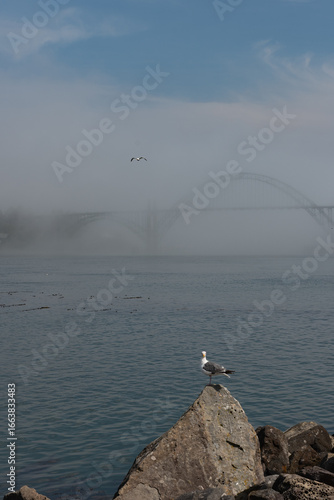 Gull on a rock with a bridge in the background, hidden in the dense fog