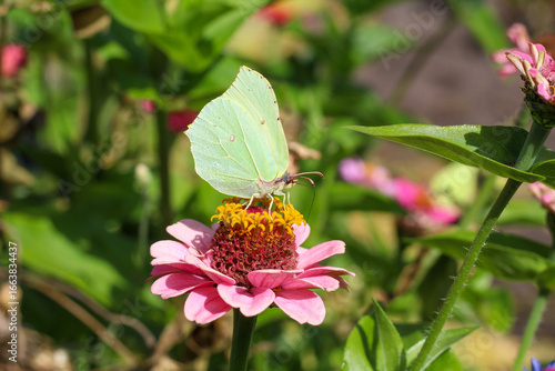 Butterfly on a flower