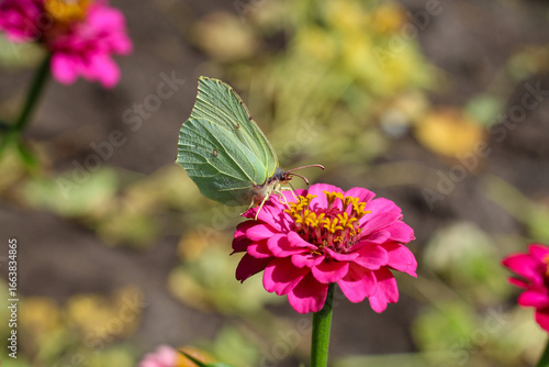 butterfly on flower