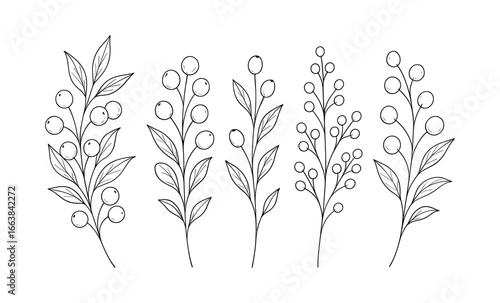 Elegant botanical line art of minimalistic floral branches
