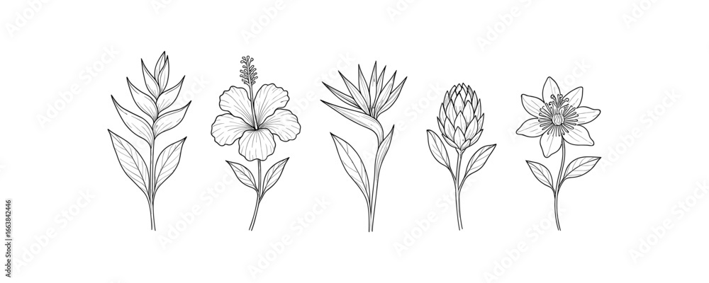 Fototapeta premium Elegant botanical line art of exotic flowers for coloring pages and designs