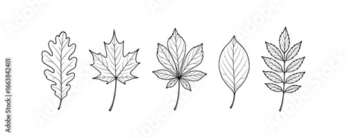 Line art of diverse leaf types: oak, maple, chestnut, birch, and rowan