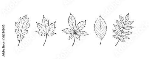 Detailed black and white leaf outlines featuring various tree species