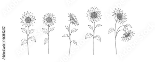 Detailed botanical line art of sunflowers in various growth stages