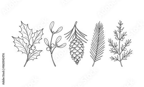 Elegant botanical collection: holly, mistletoe, pinecone, fir, and juniper line art