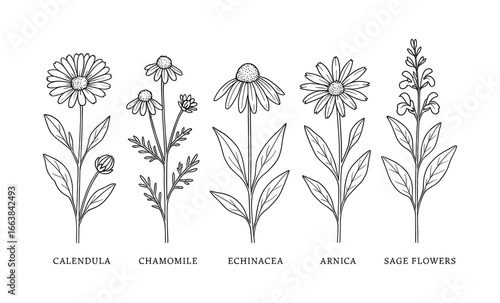 Botanical line art of medicinal herbs: calendula, chamomile, echinacea, arnica, sage