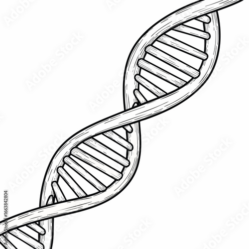 DNA Double Helix Molecule Illustration. Hand-drawn style DNA strand perfect for biotechnology, science, medicine and education-related designs. Great for presentations and educational posters