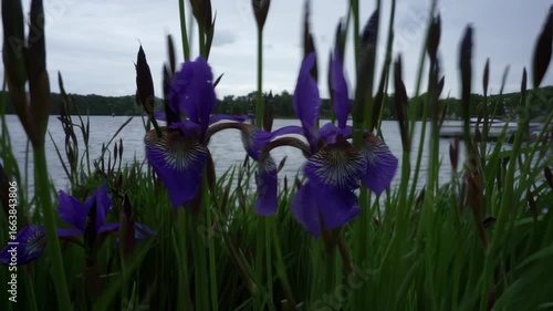 Purple iris flowers (iris sibirica) move gently in the wind among green reeds by a calm lake on an overcast day, creating a peaceful nature scene.