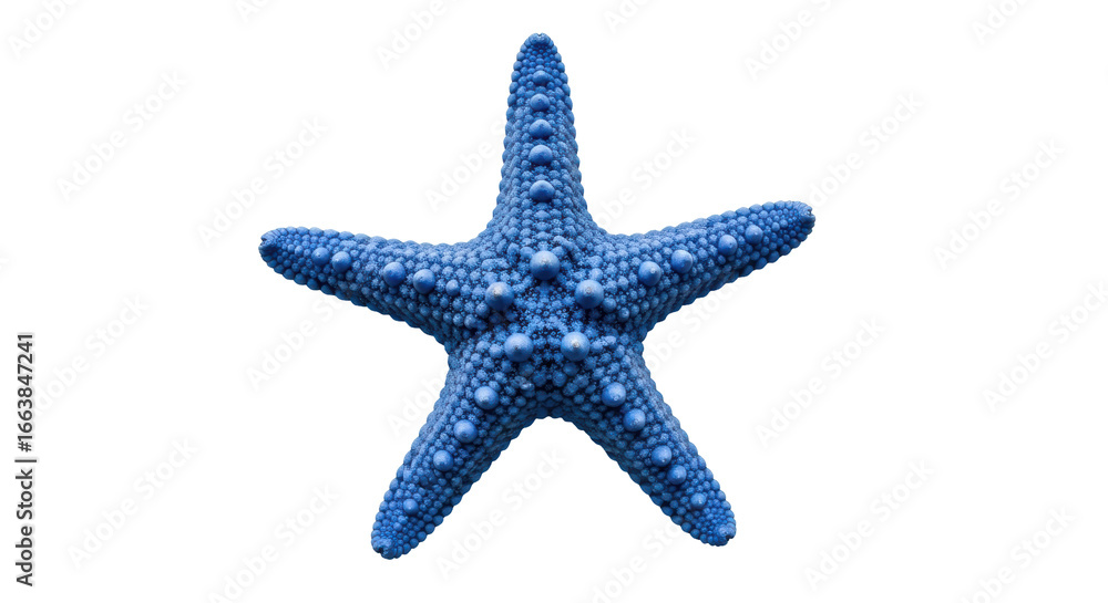 Isolated Blue Starfish Isolated Blue Starfish