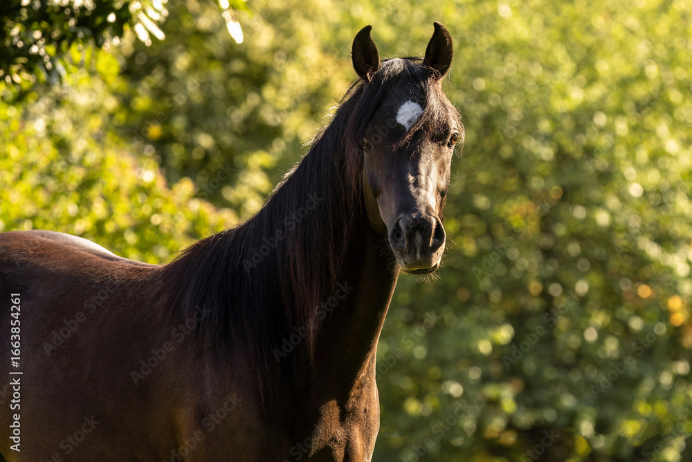 Fototapeta premium Arabian gelding standing outdoors in summer nature