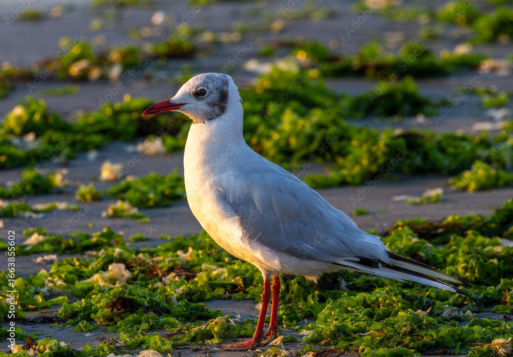 Fototapeta premium Close-up with a Black-headed Gull (Chroicocephalus ridibundus)