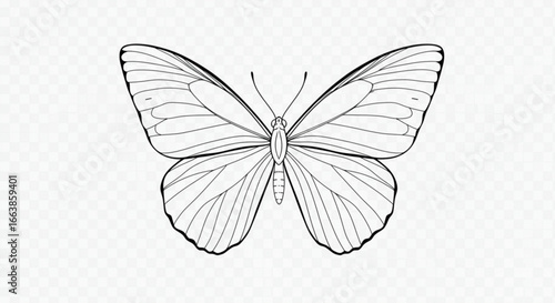 Detailed line drawing of a butterfly with intricate wing patterns and delicate antennae design shown clearly vreated with genrated ai