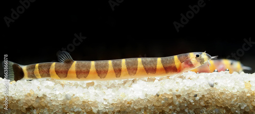 Obraz na plátně The true Kuhli loach (Pangio kuhlii) is a fascinating and popular freshwater fis
