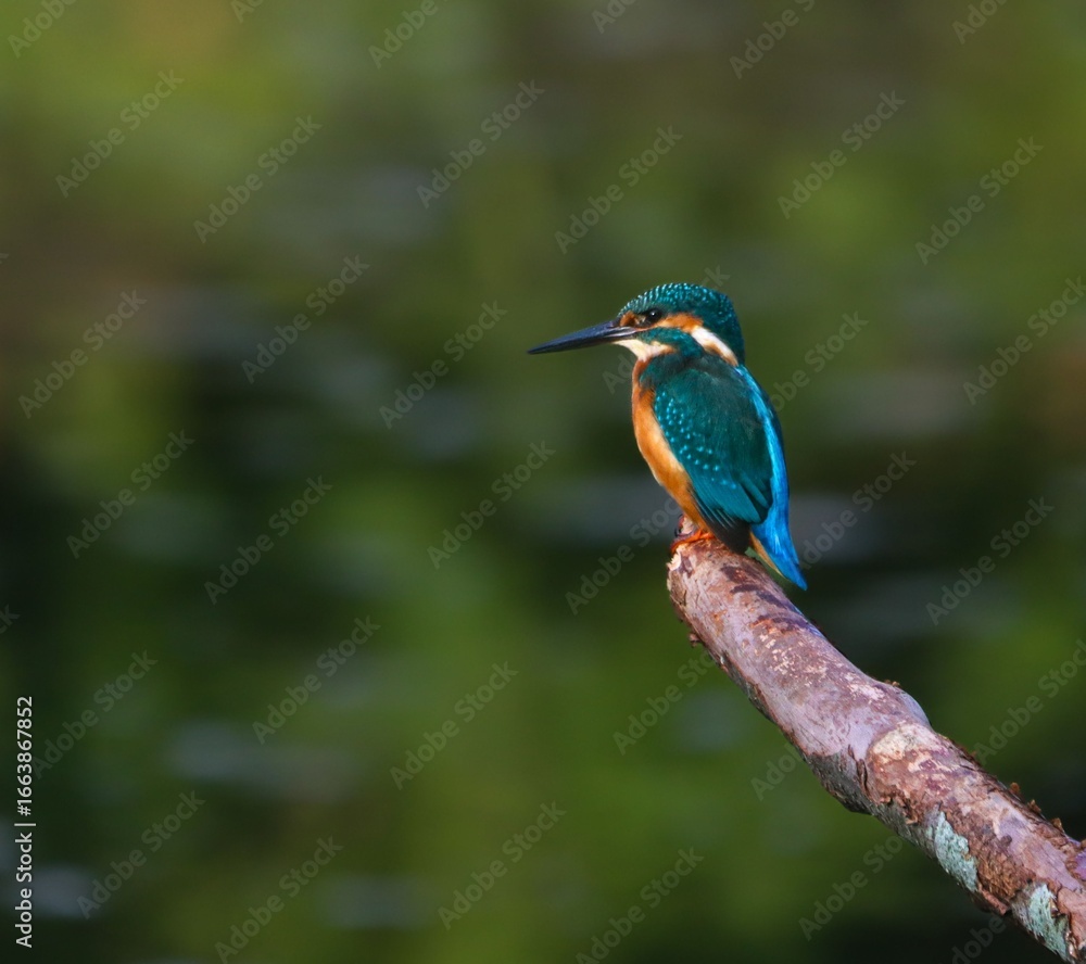 Vibrant kingfisher on a branch Vibrant kingfisher on a branch