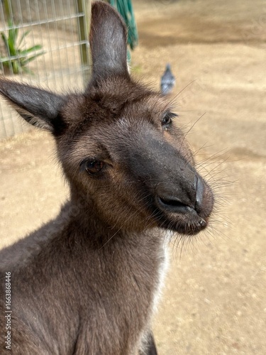 Kangaroo