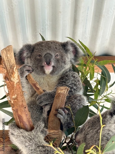 Koala