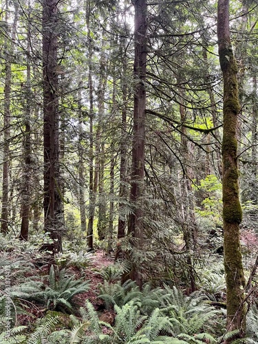 Tall evergreen trees in a Pacific Northwest forest and a ground cover of ferns