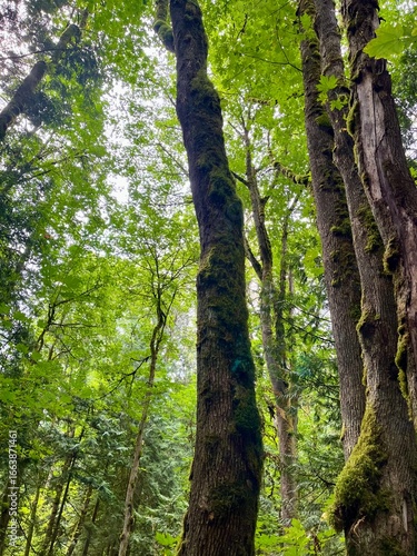 Soft sunlight filters through tree leaves in a Pacific Northwest forest