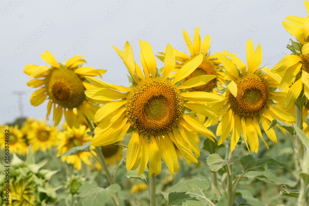 Fototapeta premium Closeup of a sunflower growing in a field of sunflowers during a nice sunny summer day, Sunflower natural background. flower blooming, Beautiful field of blooming sunflowers, Chakwal, Punjab, Pakistan