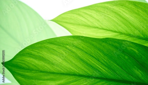 Close-up view of vibrant green leaves with intricate vein patterns, showcasing a tranquil and natural aesthetic.