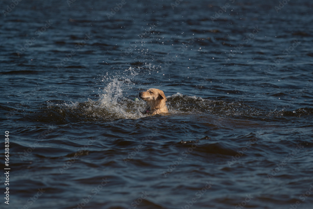 Obraz premium Golden retriever dog swimming in lake water creating splash while enjoying aquatic exercise