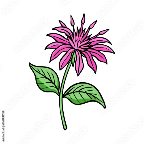 Delicate Pink Bee Balm Flower with Green Leaves on a White Background
