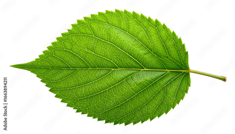 Fototapeta premium PNG Transparent Green Leaf with Detailed Veins
