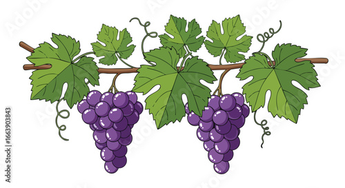 Delightful Grapevine Illustration: A Colorful and Cheerful Design for Various Creative Projects