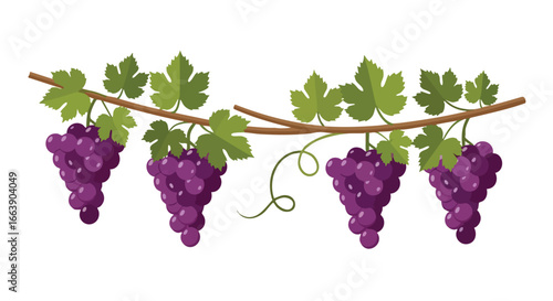 Aesthetic arrangement of vibrant purple grapes hanging from a delicate vine with lush green leaves against a pure white backdrop