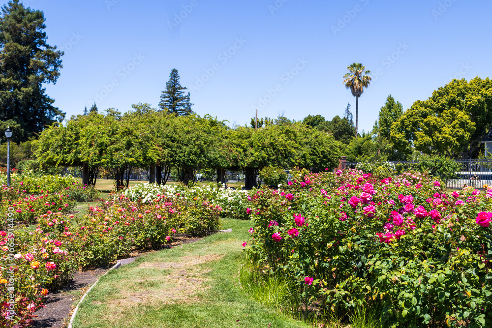 Obraz premium Municipal Rose Garden with flowers, lush green trees and grass San Jose California USA