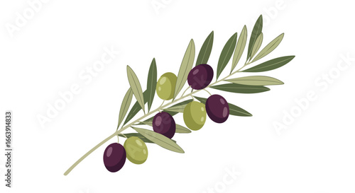Stylized illustration of an olive branch adorned with both green and purple olives, representing peace, health, and Mediterranean