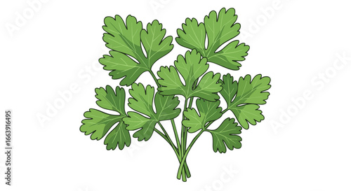 Vibrant illustration of fresh parsley bunch with bright green leaves and detailed venation on a plain background