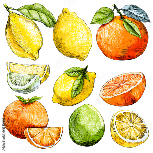 Colorful assortment of citrus fruits displayed in a grid on a white background